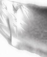 Stria Vascularis - Image 6